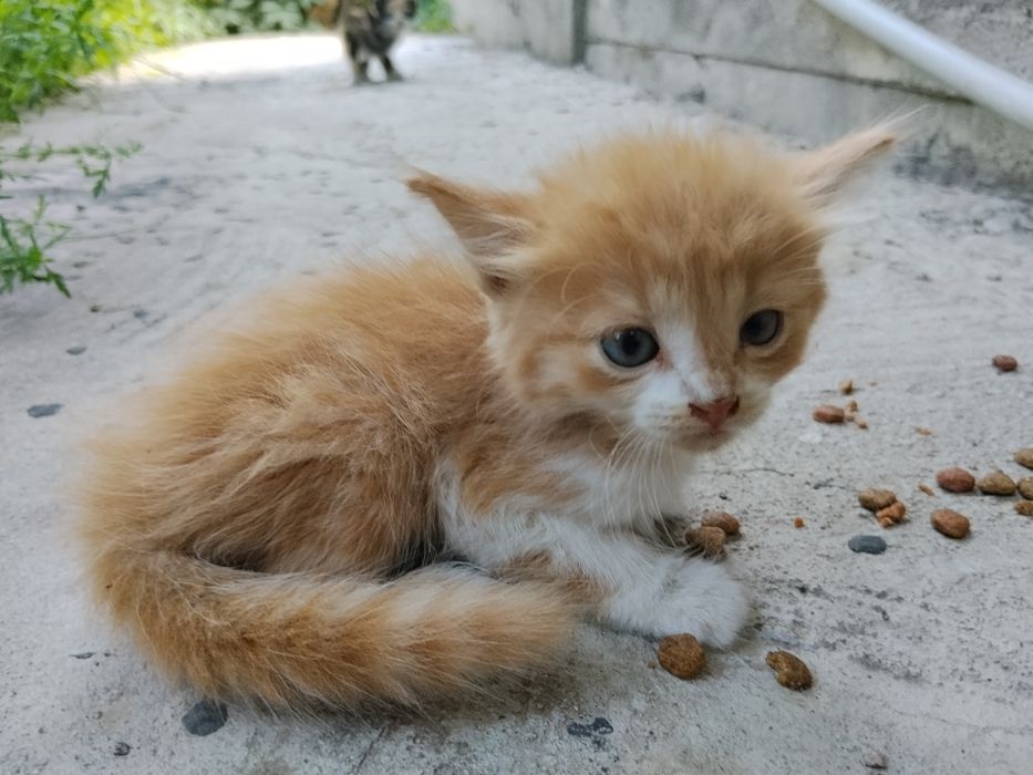 Отдам котят бесплатно