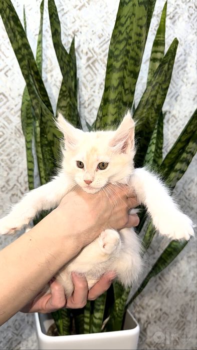 Клубные котята породы мейн кун