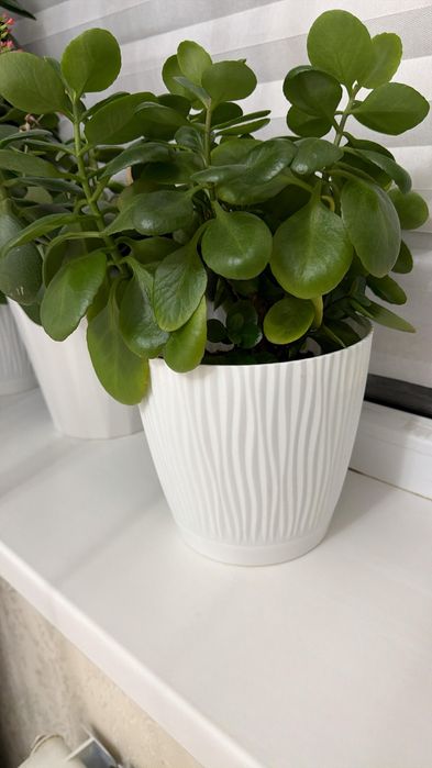 гүлдер сатылады жақсы өсіп тұр