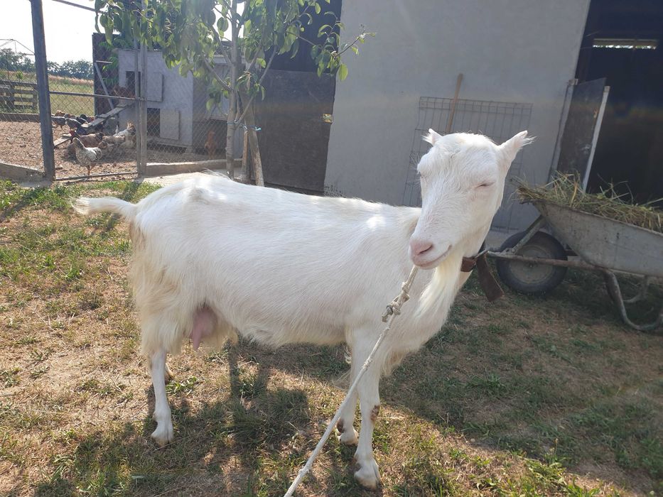 Capra buna de lapte , tânără