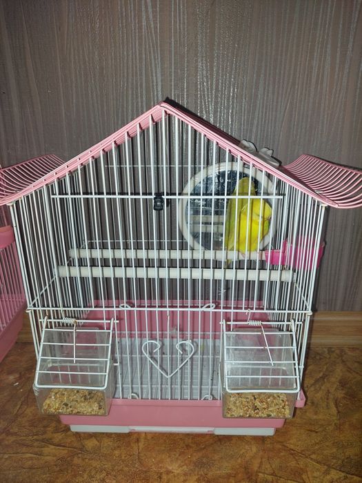 Продам папугайа.