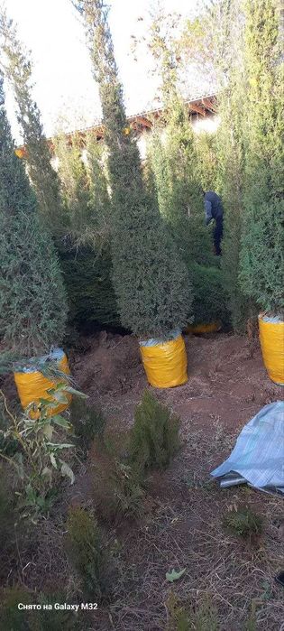 Можжевельник ва ясин кучатлар сотилади