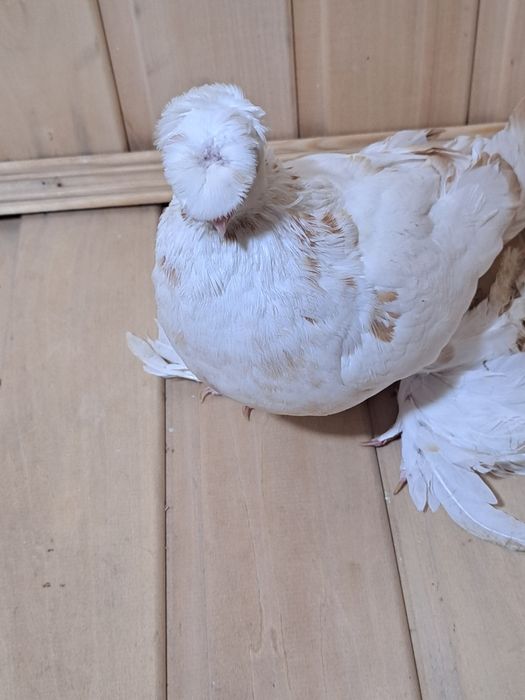 Голубка гулбадам