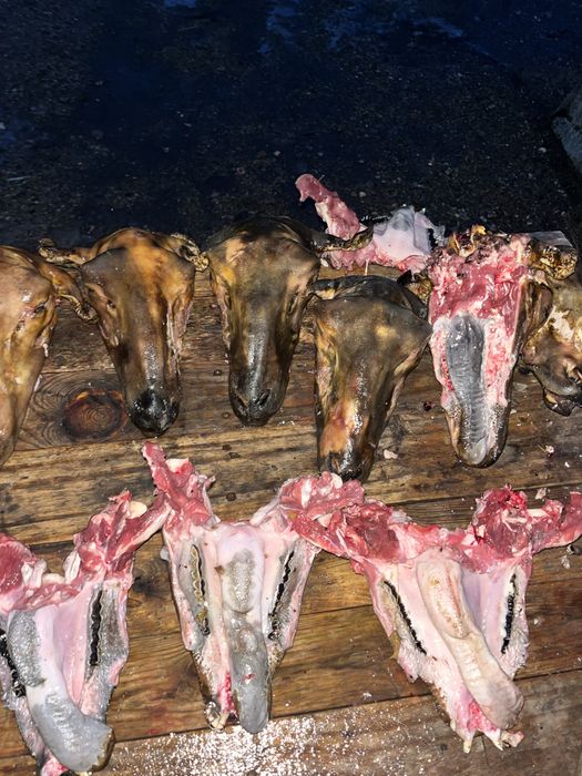 Продаю боранью голову