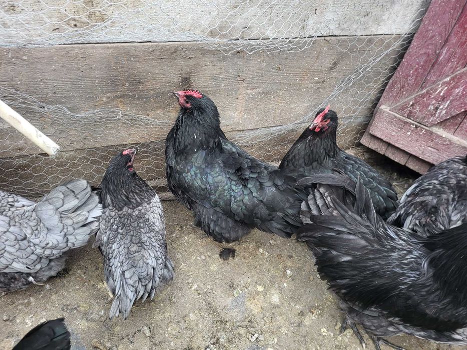 Gaini si cocosi australorp