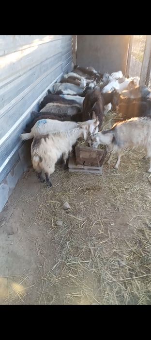 Продам  хороших козлят