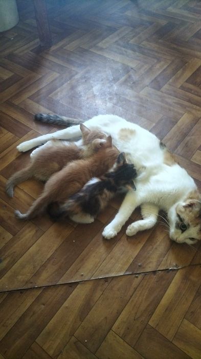 Отдам даром котят