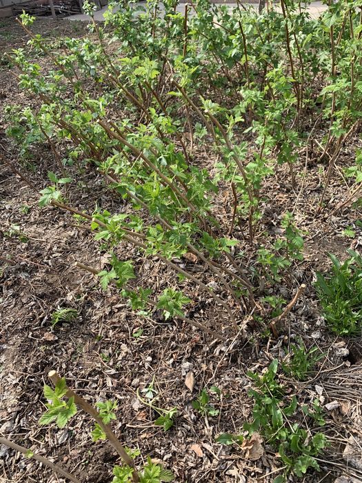 Малина ремонтантная