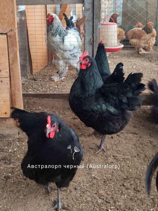 Продам ПЕТУШКОВ австролорп черный