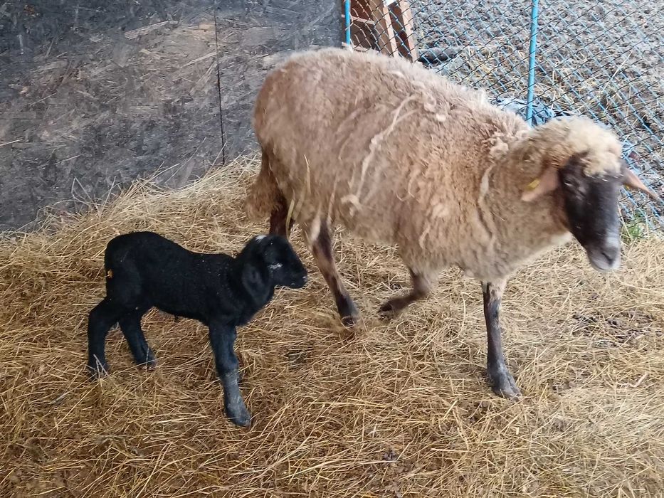 De vînzare berbecuț cărăbaș original.