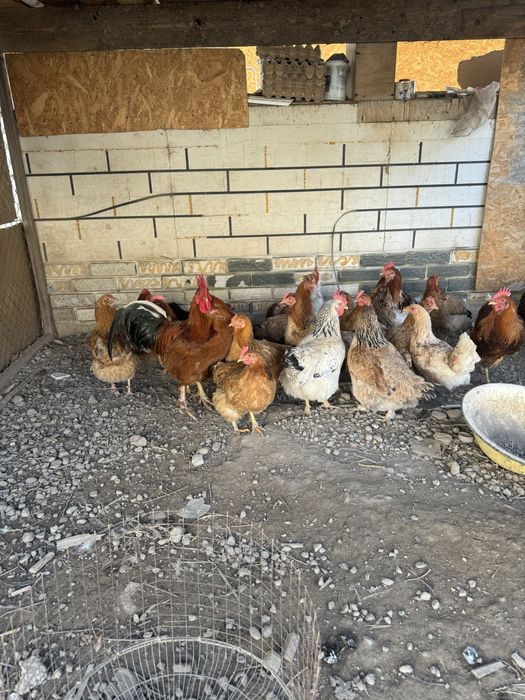 Тауык купицы Питухи