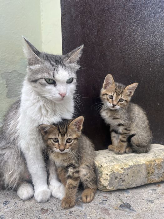 Отдам в хорошие руки котенков 1,5 мес