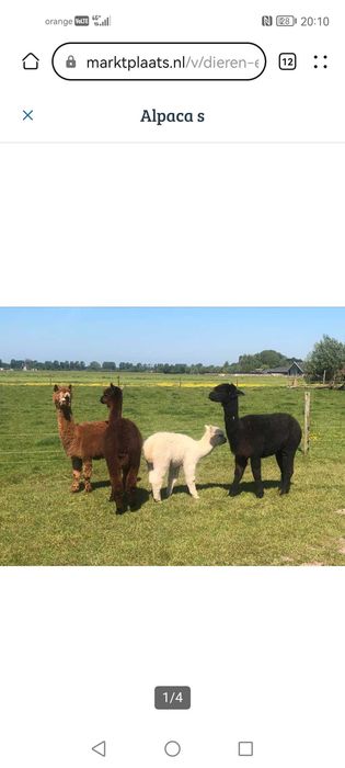 Vând Alpaca perechi sau bucati
