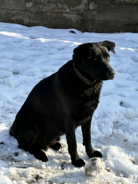 Отдам в добрые руки, Лабрадор