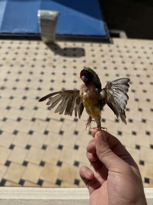 Таксидермическое чучело птицы из гульдовых амадин