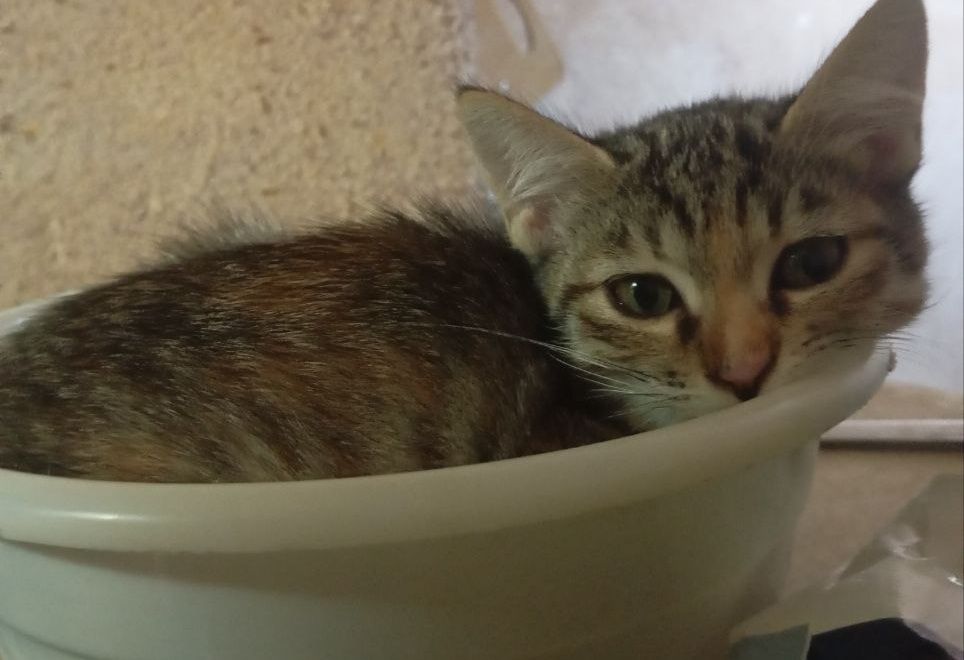 Отдам котят даром в хорошие руки