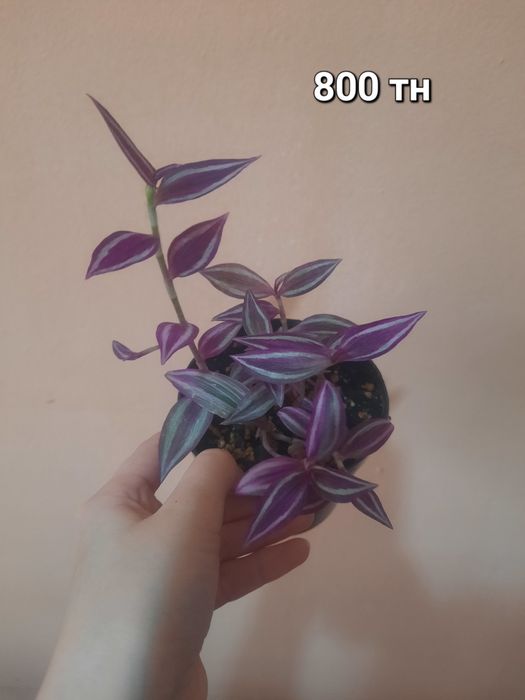 Продам комнатные цветы