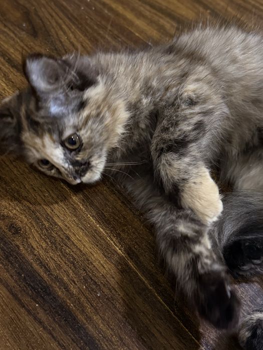 Котенок веслоухий