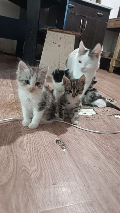 Отдам котят срочно