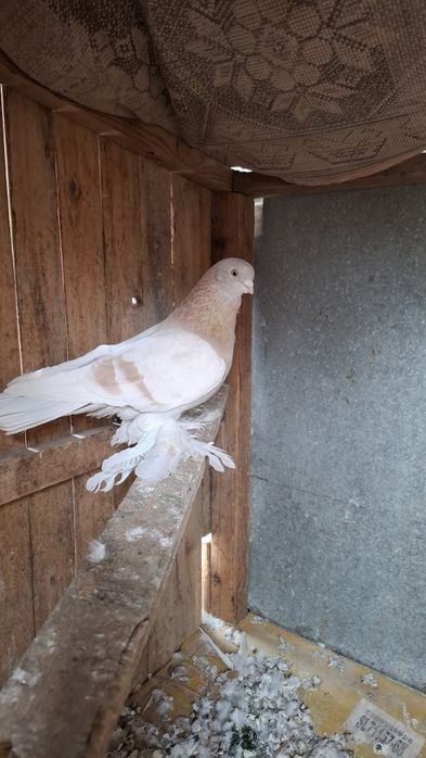 Голуби, көгершін.