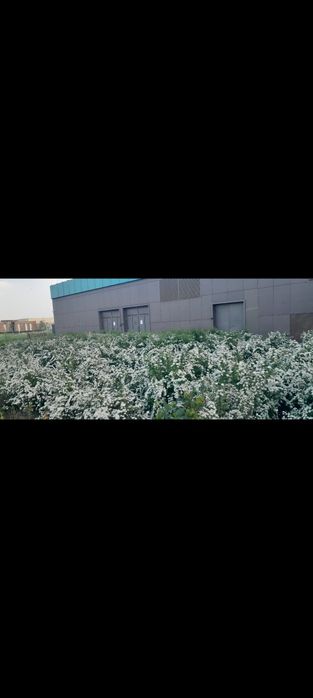 Газон гул дарахт