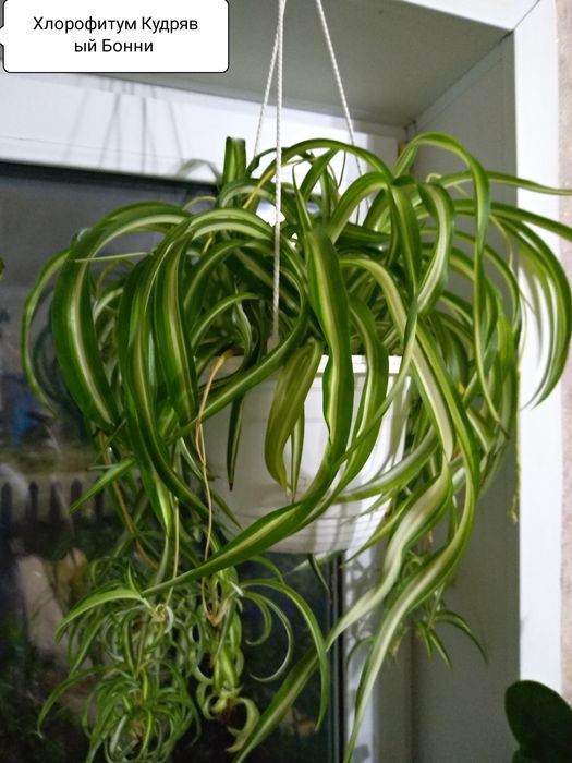 Цветы для дома и офиса