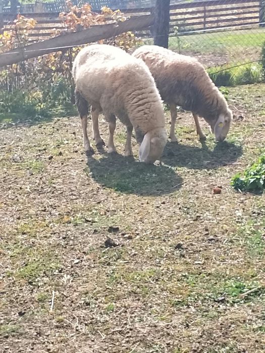 De vânzare berbec bergamesca 2,5 ani