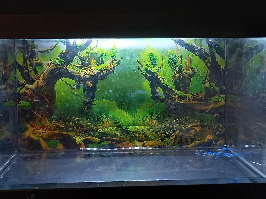 Vand acvariu pentru pesti