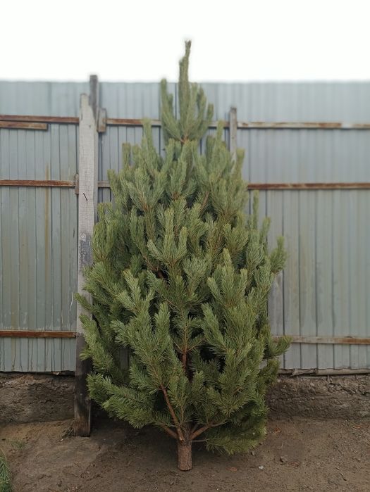 Сосна новогодняя