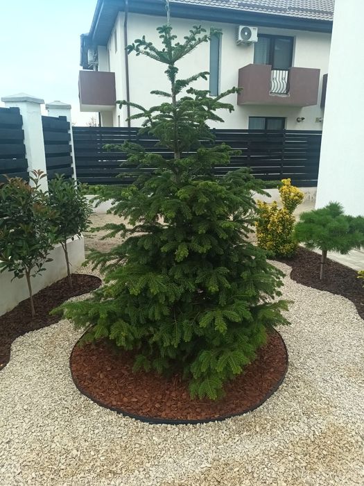 Vând lemn câinesc gard viu