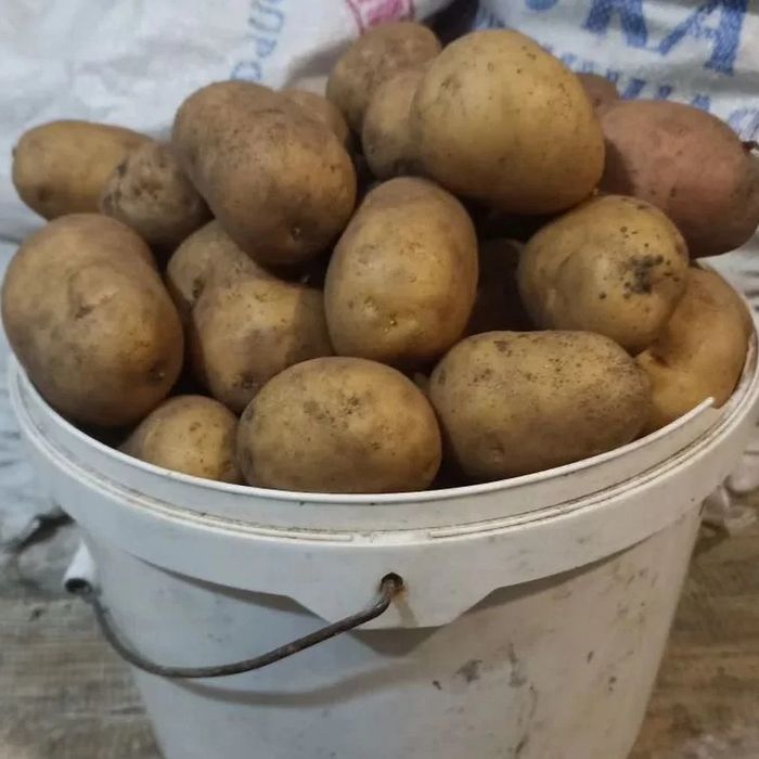 Картофель домашний