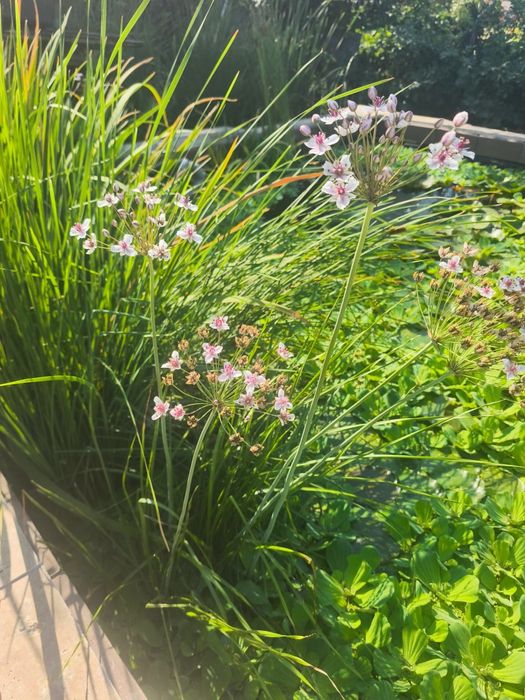 Zambile de apa ,plante iaz