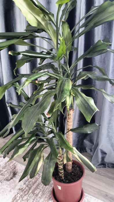 Продам цветы комнатные