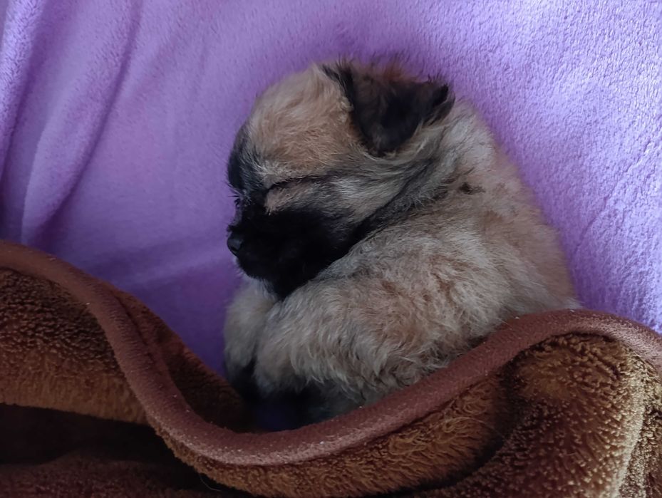 Ofer spre adopție cățel shih tzu