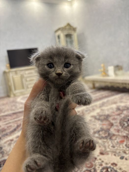 Мушукчалар сотилади!