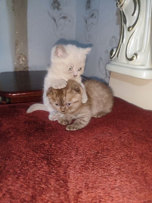 Котята вислоухие скоттиш фолд и скоттиш страйк