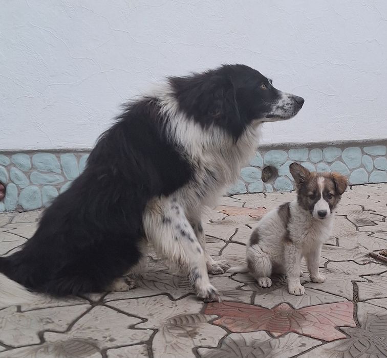 Отдам щенка в добрые руки