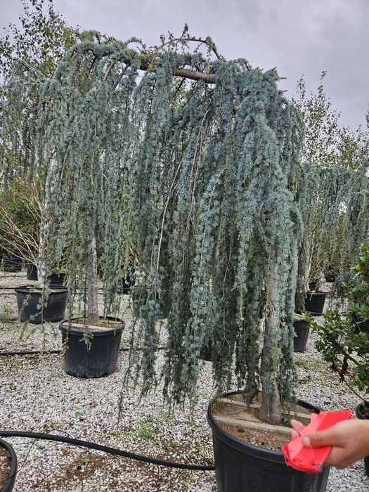 Cedru pendular [transportul este gratuit]