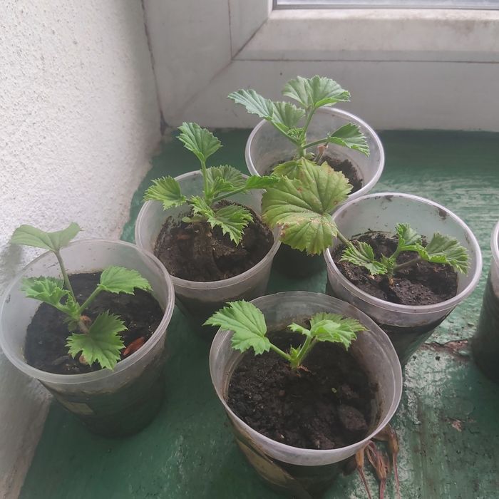 Продам королевскую герань