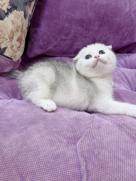 Шотланский Скоттиш Фолд! Шиншилла Серебро!
