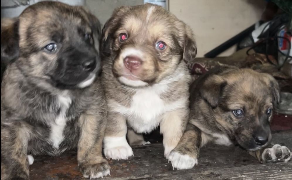 Отдам в добрые руки щенят