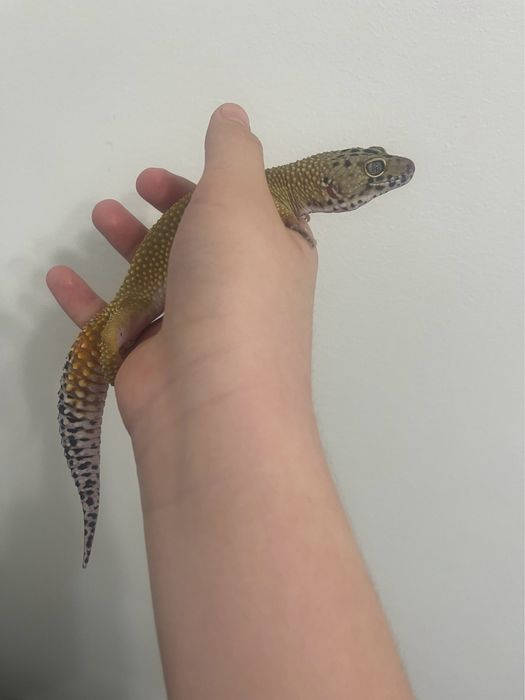 Эублефар леопардовый