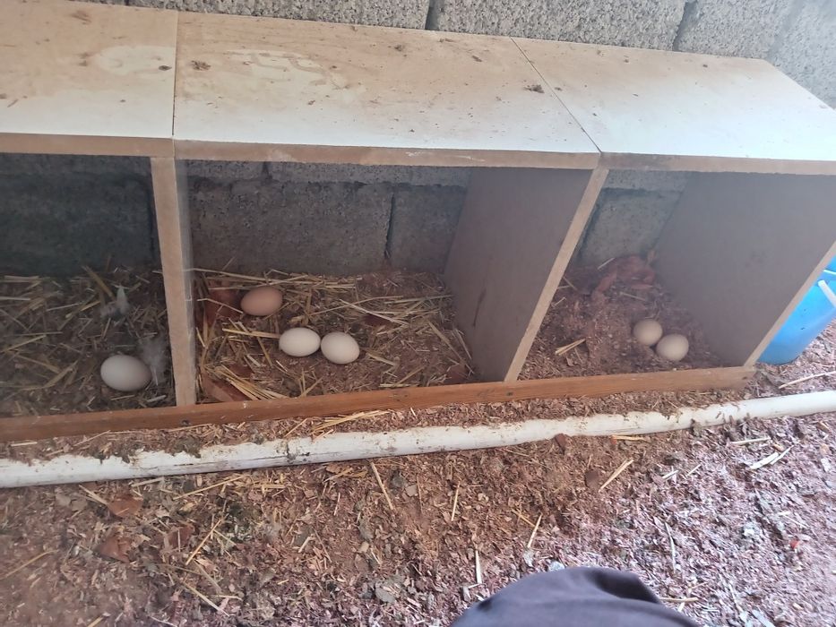 Brama Tovuq tuxumlari