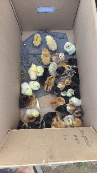 Продам цыплят домашних.