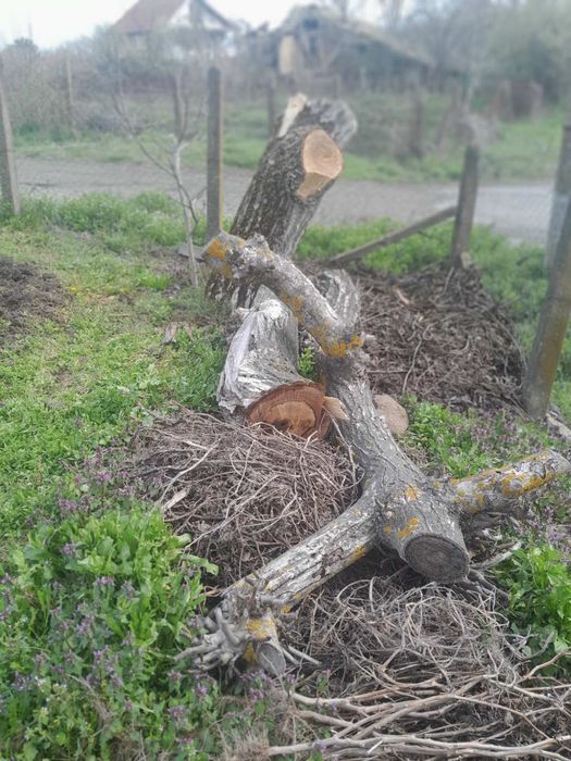 Дървен материал от орех