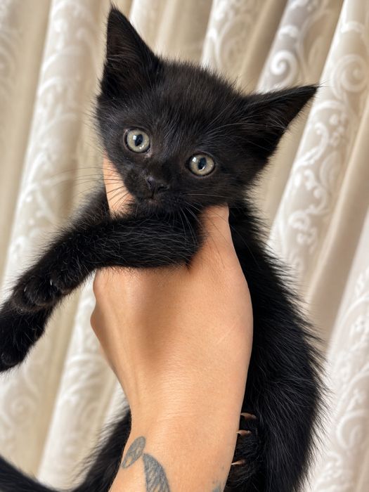 Отдам кошечку девочку