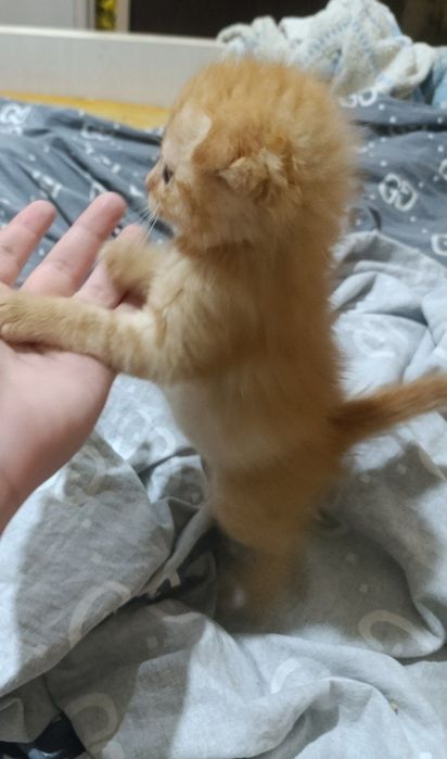 Котята Скоттиш-фолд к продаже