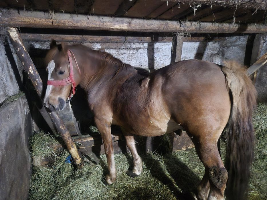 Cal garantat de vânzare