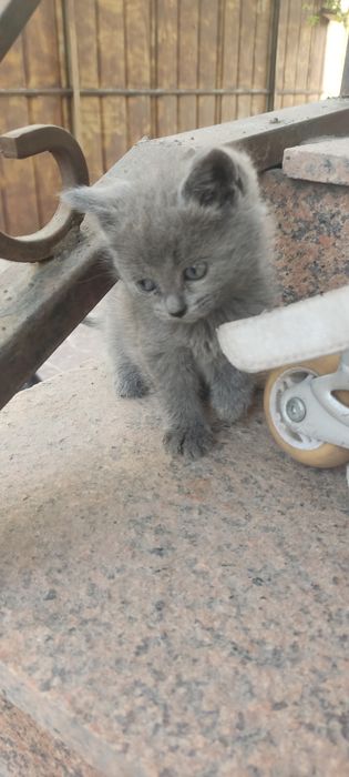 Котята хорошие красивые.