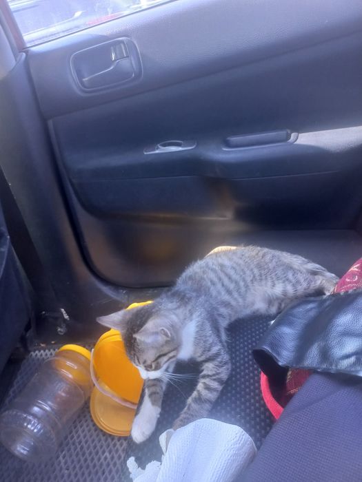 Отдам даром кота